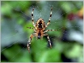 Tiere Spinne F1069 opt_BildgrÃ¶ÃŸe Ã¤ndern